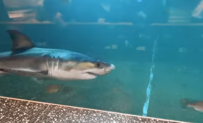 A great white shark swims in an aquarium at a cafe in Gyeongju, North Gyeongsang Province, in this still from a video taken by a visitor. (noel._.grimmleon/Instagram)