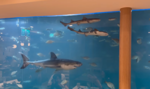 No more great white with your flat white: Cafe's rescued shark released early after going viral