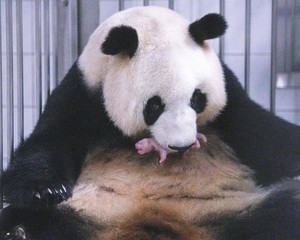 Everland's pandas welcome fourth cub