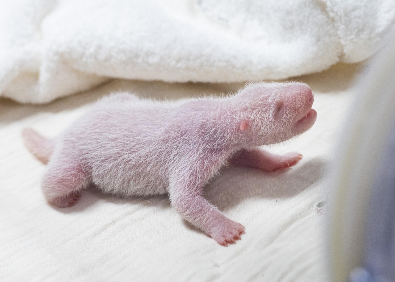 Giant panda Ai Bao's fourth cub (Everland)