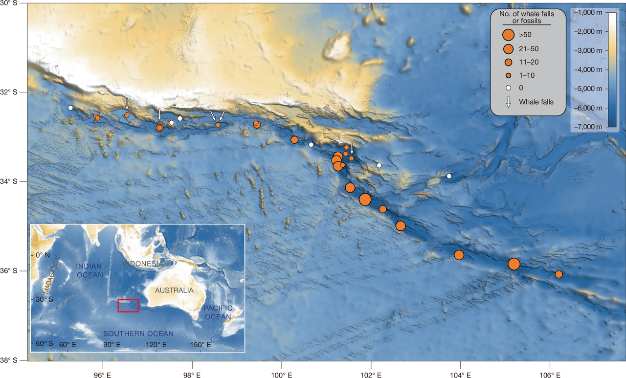 Orange circles mark dive sites where whale fossils or carcasses were observed. The larger the circle, the greater the number of whale specimens found. [Nature, 2026]
