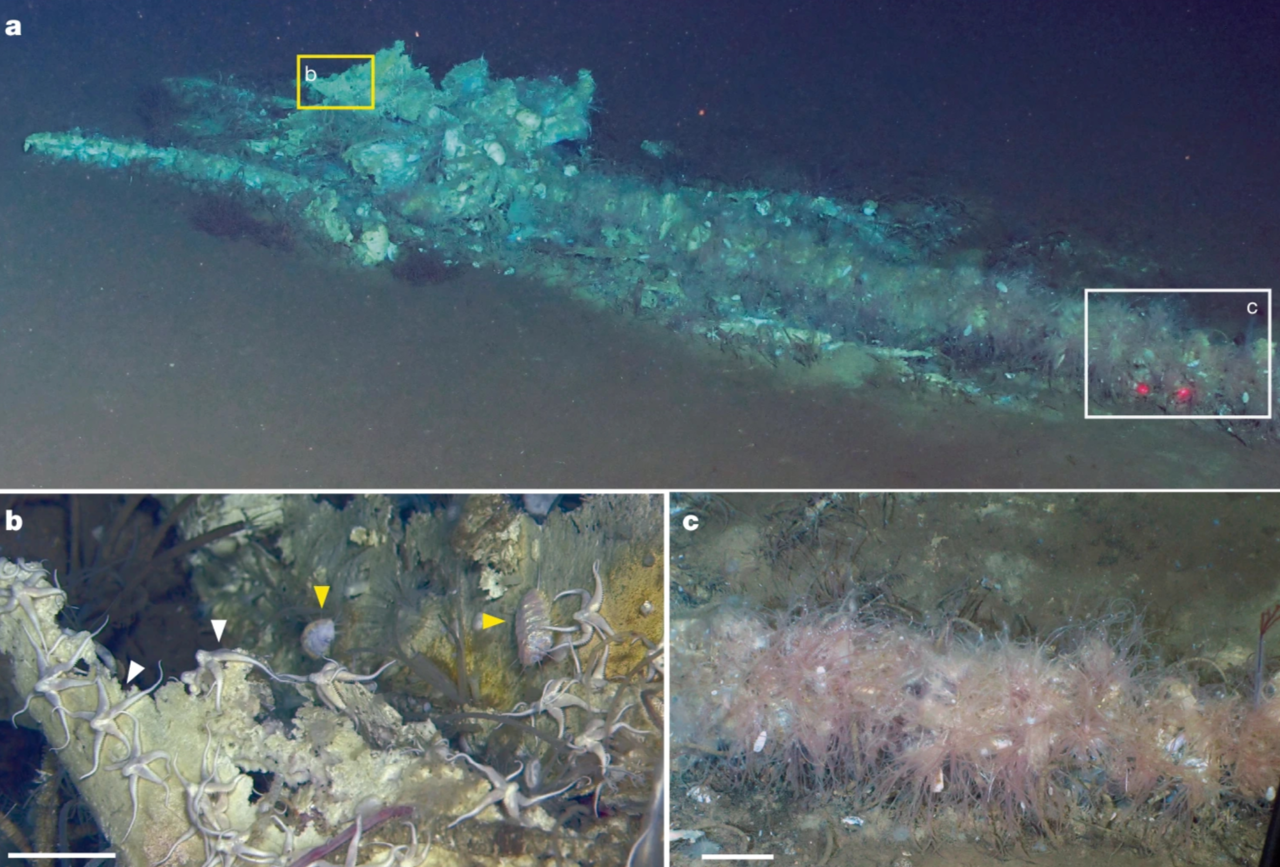 (A) A 3-meter minke whale carcass discovered during a dive at 5,610 meters. (B) An enlarged view of the yellow box in image A, showing a starfish (white arrow) and a scale worm (yellow arrow) attached to the whale's skull. (C) An enlarged view of the white box in image A, showing numerous transparent tubes of bone-eating worms. [Nature, 2026]