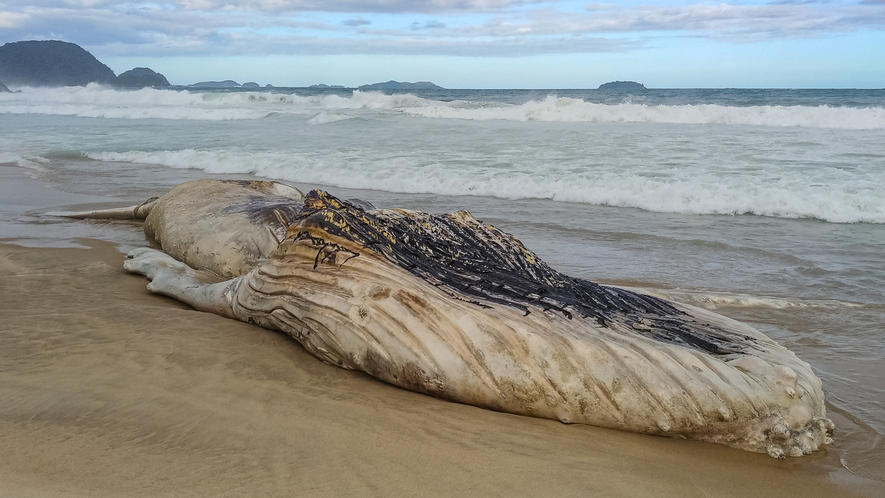 A whale carcass. This image is not directly related to the article. [Getty Images Bank]