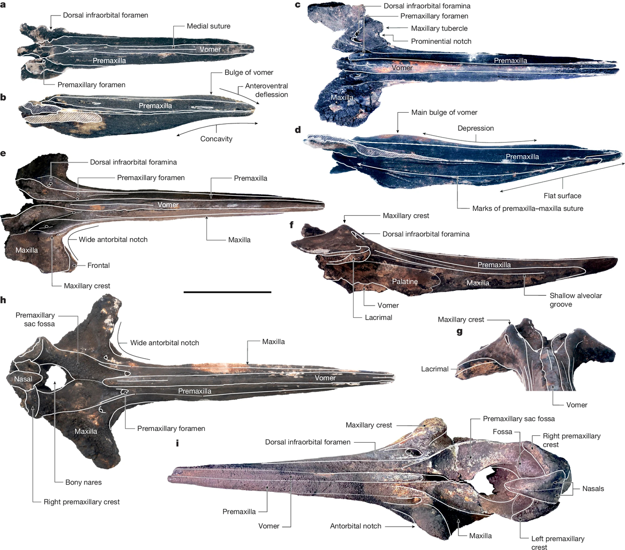A beaked whale fossil. [Nature, 2026]