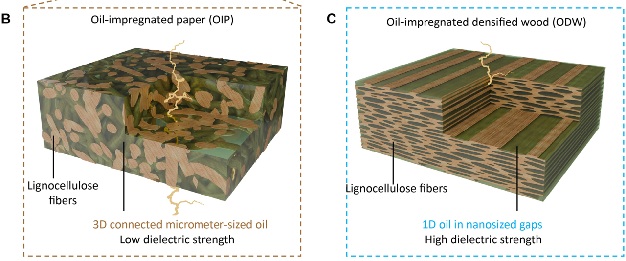 A comparison of oil distribution and electrical breakdown paths in conventional insulating paper (B) and the newly developed wood-based material (C). Yellow lines trace the paths along which electricity ultimately leaks through the insulator and arcs — paths that should not exist. [Science Advances, Vol. 12, No. 24]