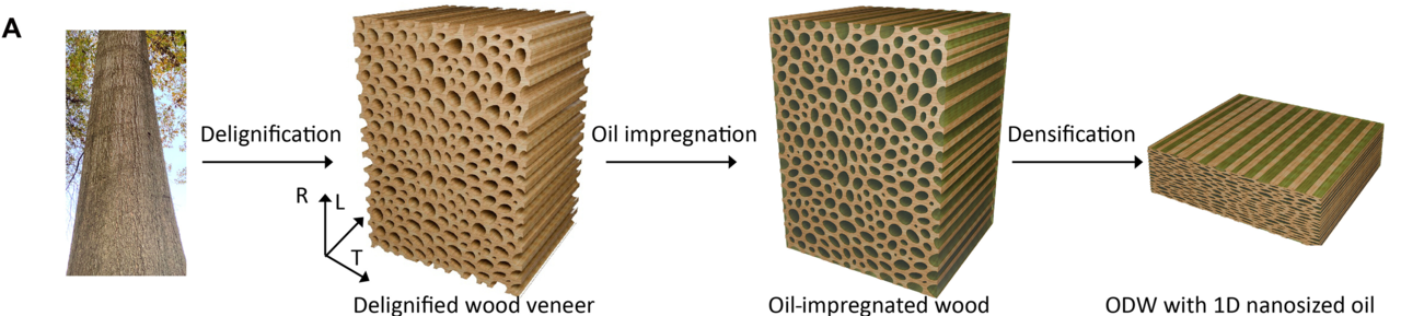 A schematic of the manufacturing process for the newly developed oil-impregnated densified wood (ODW). A thin wood veneer undergoes chemical treatment that partially dissolves material between the fibers, creating microscopic voids inside the wood cells. Insulating oil is then drawn into those voids without gaps. The oil-saturated wood is then mechanically compressed under high pressure to densify it. [Science Advances, Vol. 12, No. 24]