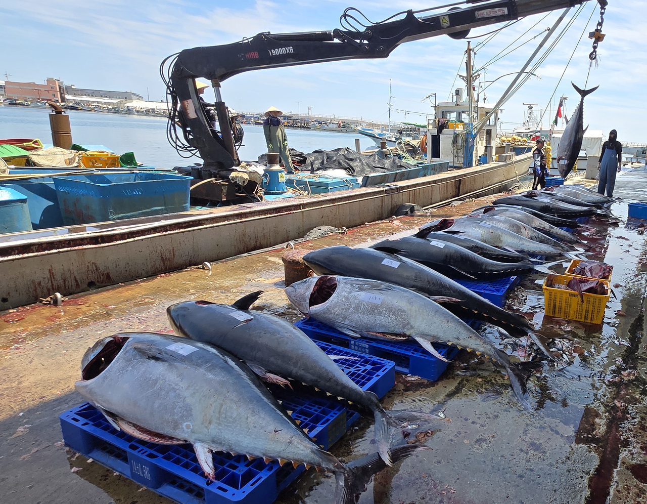 Large Pacific bluefin tuna caught in a set-net fishery are unloaded from a vessel off Jumunjin Port in Gangneung, Gangwon Province. (Yonhap)