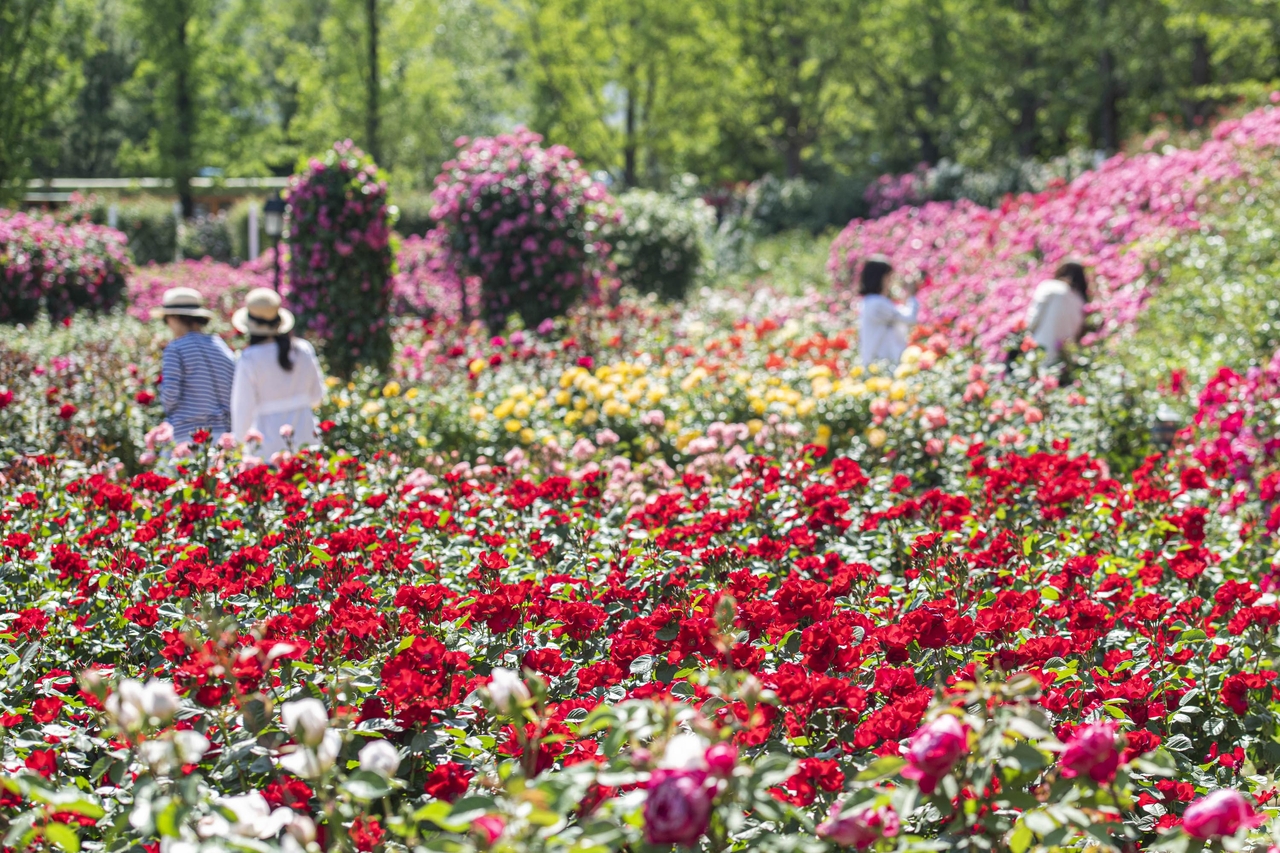 (Everland)