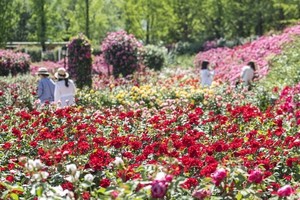 Festivals, sights across Korea