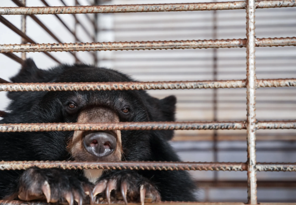 A bear at the illegal bile farm in Laos    (Straits Time)