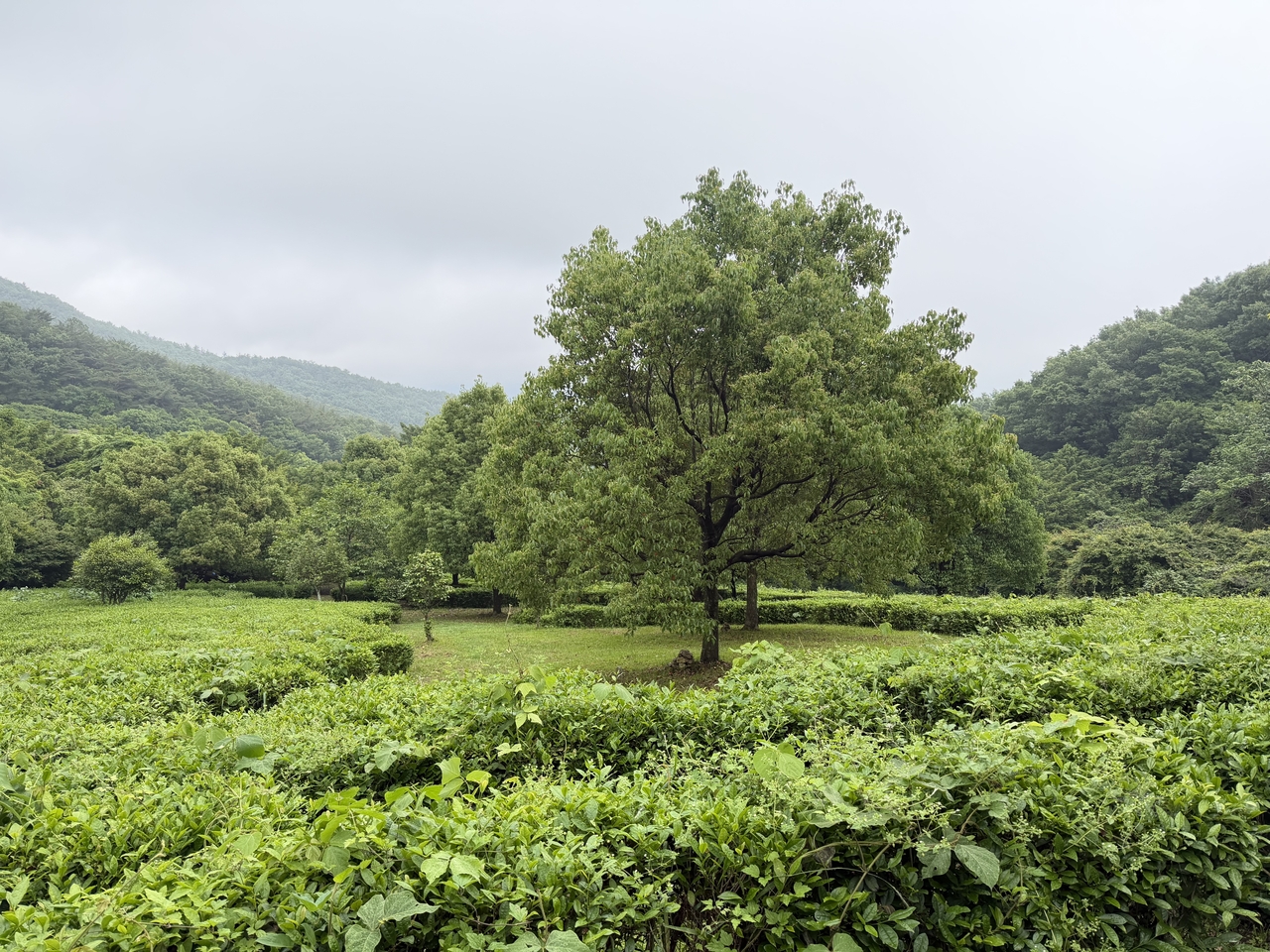 A tea field near Baengnyeonsa, or White Lotus Temple, on the slopes of Mandeoksan mountain (Hong Yoo/The Korea Herald)