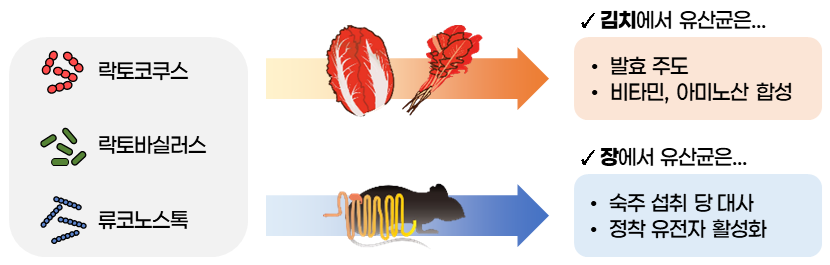 A diagram showing the adaptive mechanisms of lactic acid bacteria in different environments [World Institute of Kimchi]