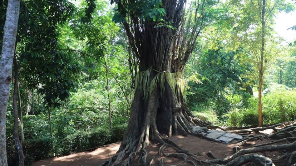 A general view of the Amboyna tree, where the Ara Hiwang Kayu inscriptions were discovered.    (Jakarta Post)