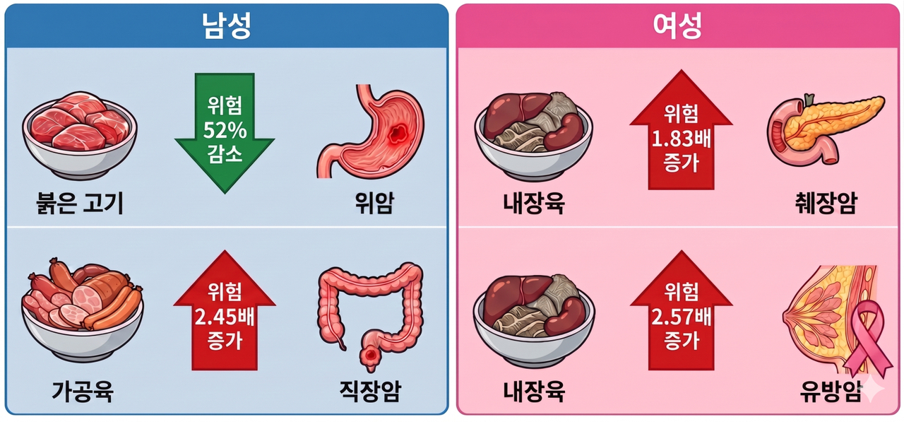 한국 성인의 육류 섭취와 암 사망률 간의 연관성 (GEMINI 이미지)