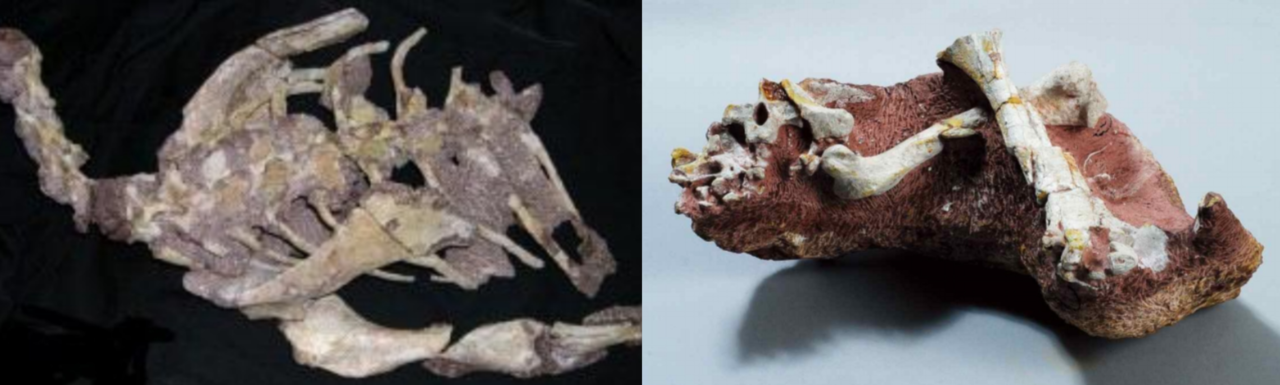 Paratypes of skeletons that identify the fossils as the Koreasnosaurus boseongensis (Korea Heritage Service)