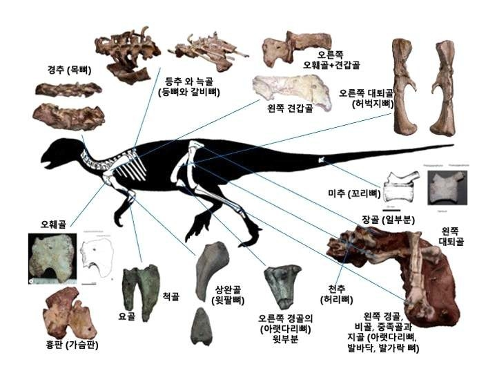 Skeletal fossils of the Koreasnosaurus boseongensis (Korea Heritage Service)