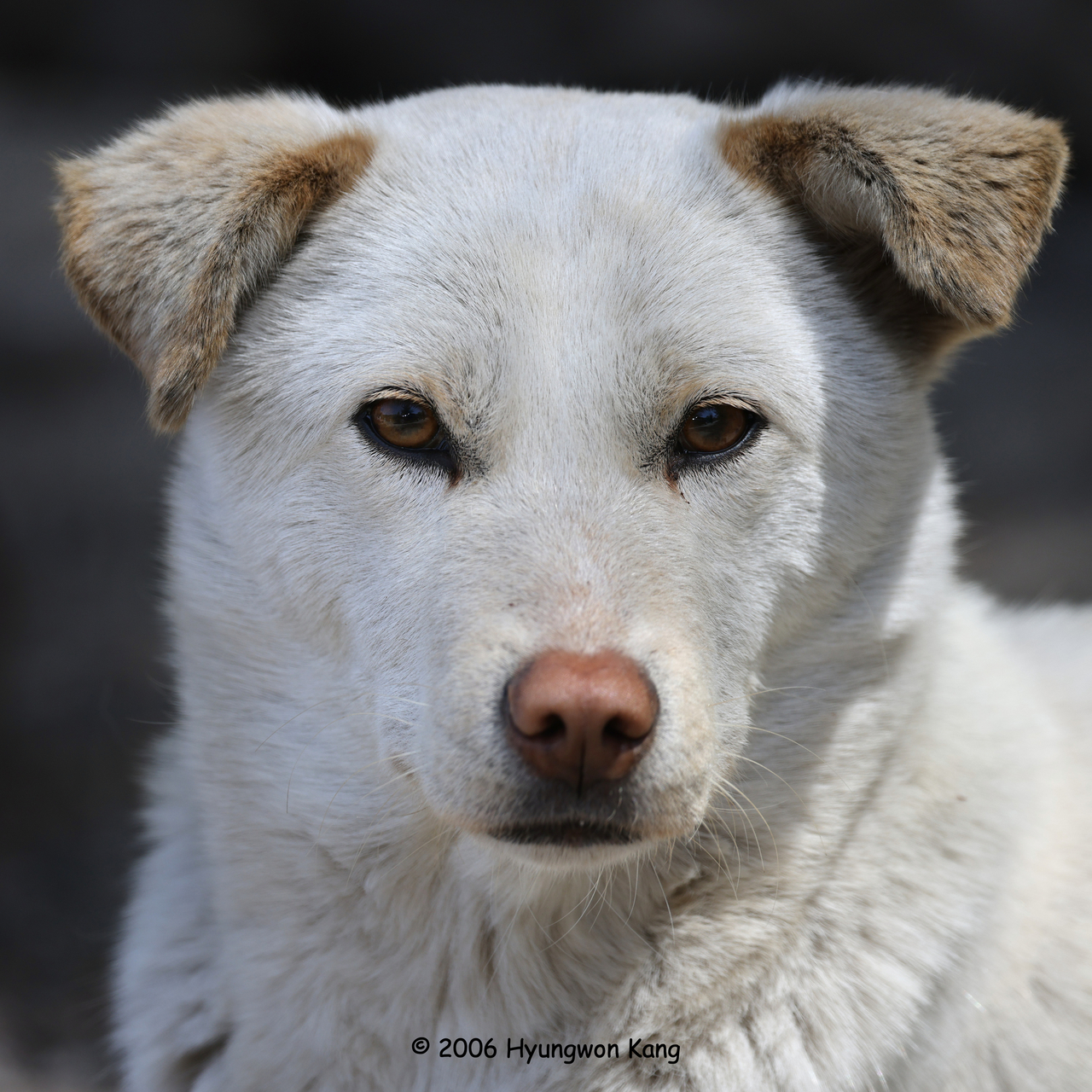 A female Pungsan-gae with floppy ears watches a visitor at a roadside checkpoint in Kaesong. Although the breed is generally characterized by erect ears, naturally floppy or semi-erect ears occasionally appear in certain bloodlines, reflecting the breed's ancient genetic diversity. Originally designated as one of North Korea's Natural Monuments, the Pungsan-gae has since become recognized as its national dog. (Hyungwon Kang)