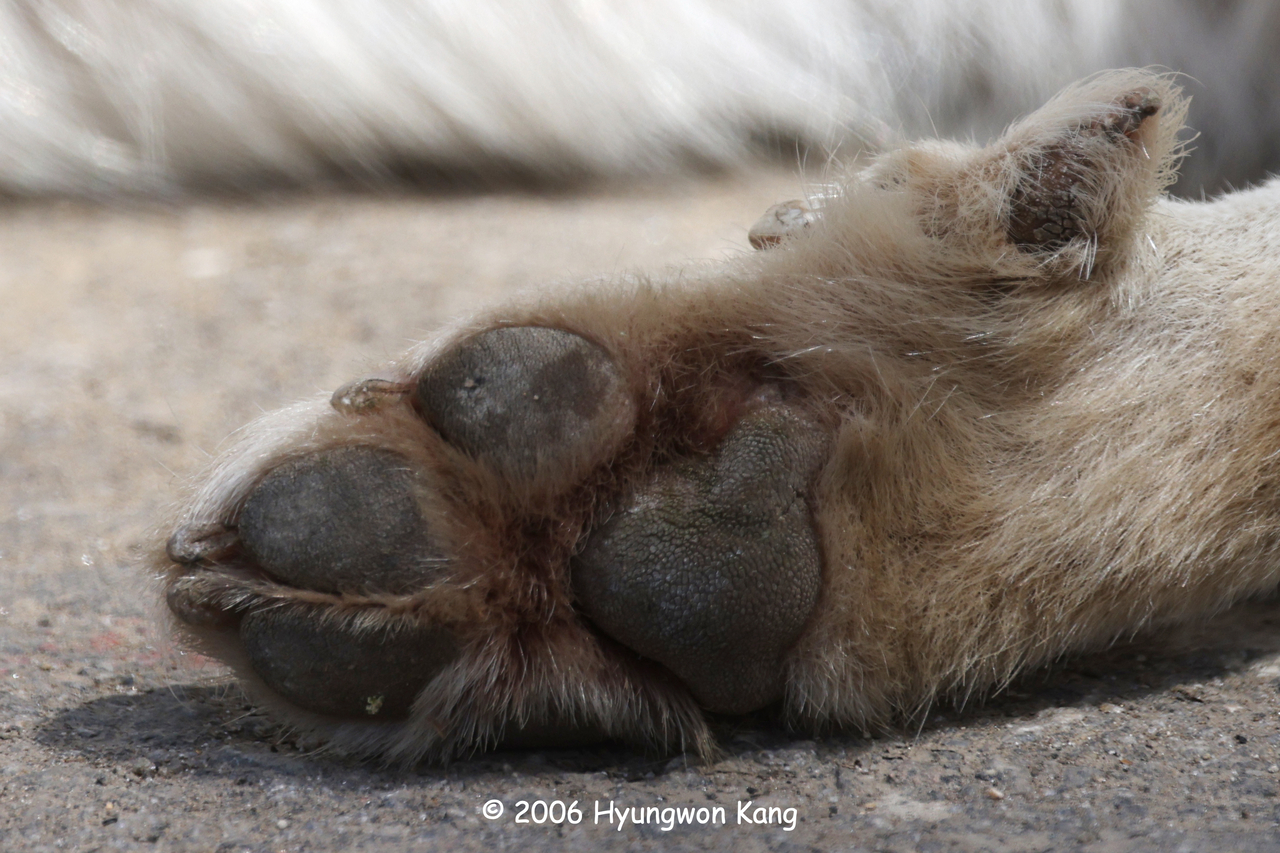 A Pungsan-gae's rear foot has a dewclaw. Dewclaws are highly functional, acting like natural crampons or ice picks that provide traction when dogs run across snow or pull themselves out of icy, slippery water. (Hyungwon Kang)