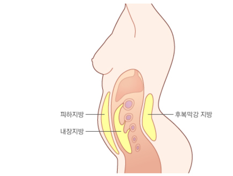 복부 지방은 그 분포에 따라 피하지방과 내장지방으로 나뉜다. 장기를 둘러싼 내장지방의 축적이 심하면, 대사질환 위험이 커진다. [서울대학교병원 홈페이지 캡처]