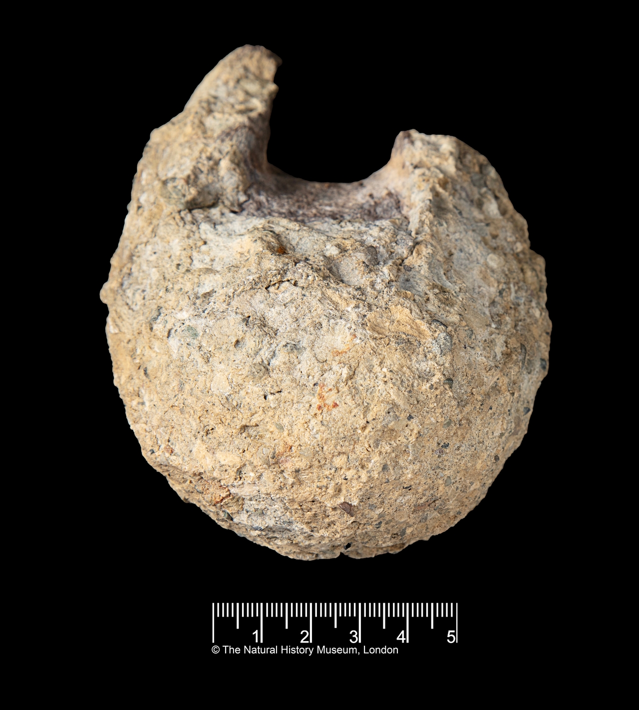 This image provided by the Natural History Museum shows a fossil found in Antarctica that belongs to a group of dinosaurs called titanosaurs.  AP-Yonhap