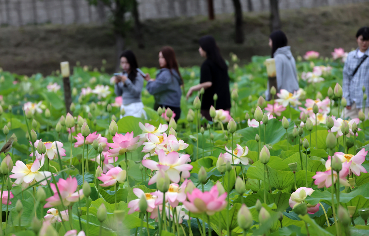 Visitors view lotus flowers at the Gyeongpo Prickly Water Lily Wetland in Gangneung, Gangwon Province, on June 25. (Yonhap)