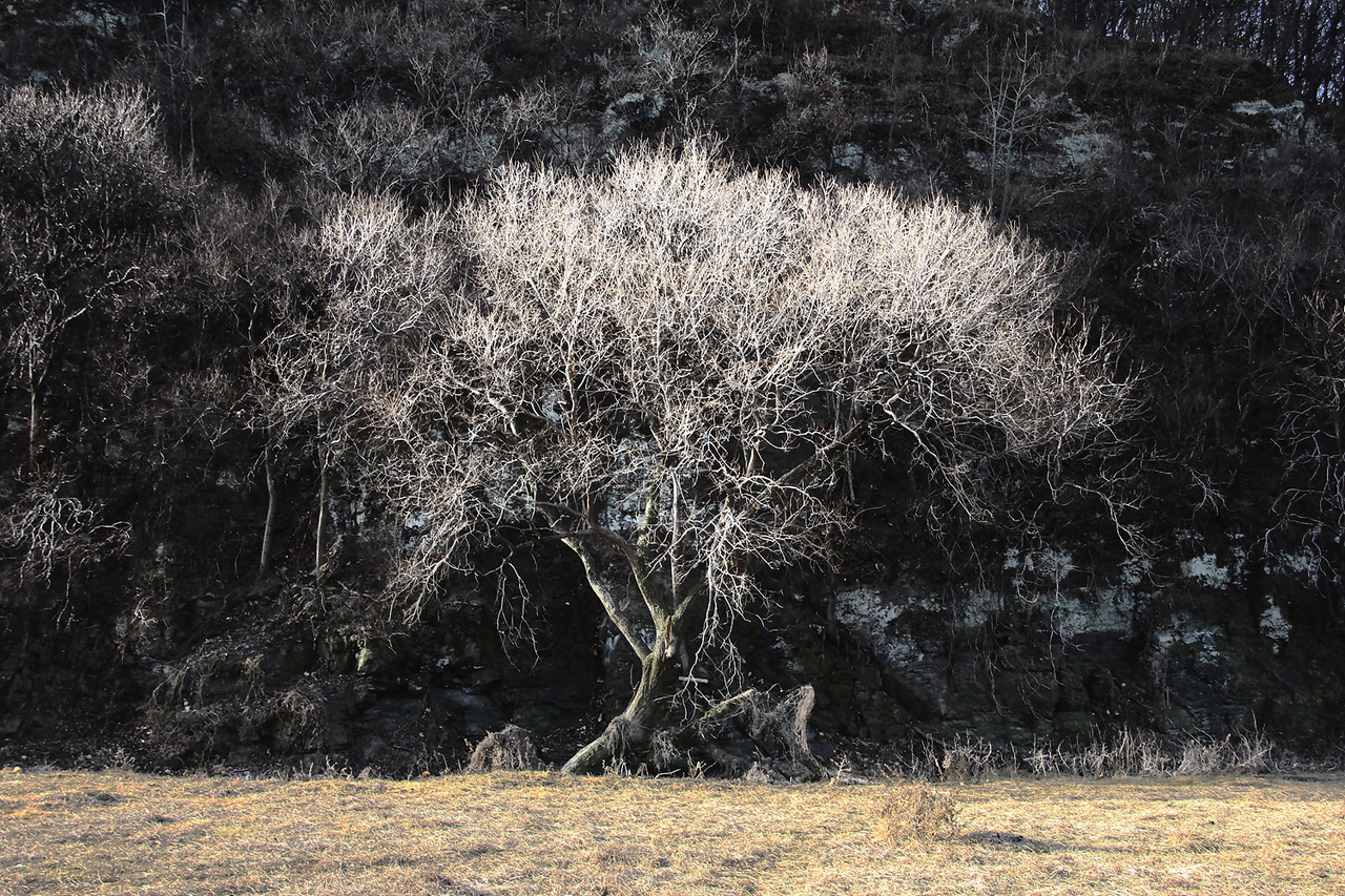 Palhyeon Wetland (Park Jung-il)