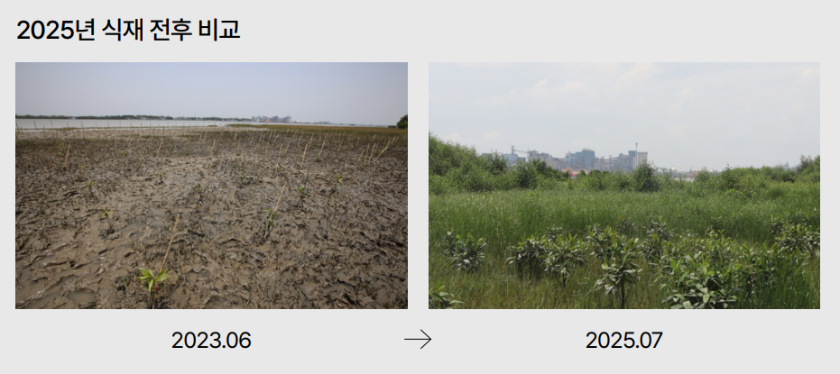 Before-and-after images showing the mangrove forest restoration in Bangladesh through Hybe's ECO Village project (Hybe 2025 Sustainability Management Report)