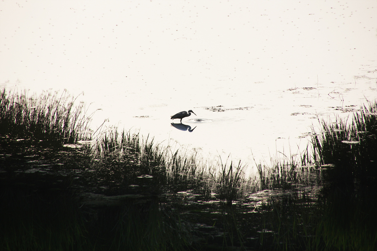 Palhyeon Wetland (Park Jung-il)