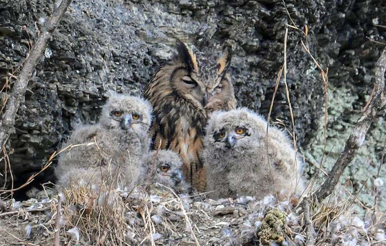 A female Eurasian eagle-owl (back) and her chicks rest at Palhyeon Wetland in Daegu in February 2025. (KFEM Daegu)