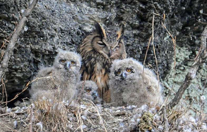 Daegu wetland project pits public access against preservation