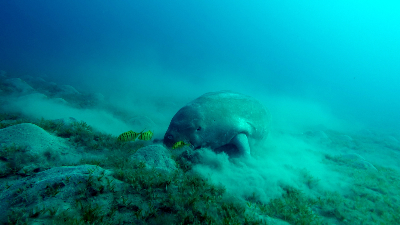 A manatee grazing on aquatic plants. [Getty Images Bank]