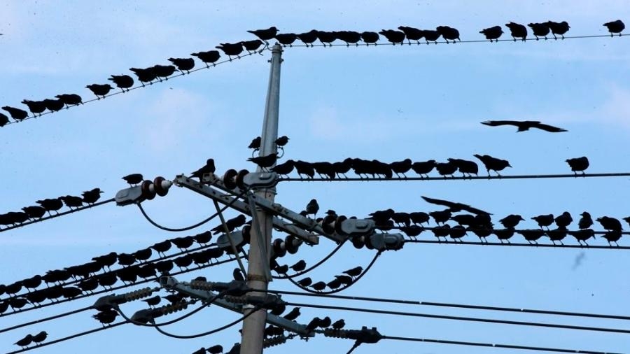 Crows sit on electrical power lines. (Getty Images Bank)