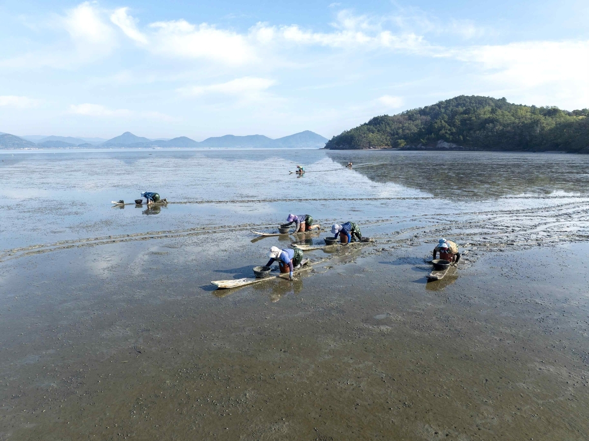 The tidal flats in Goheung, South Jeolla Province, are expected to be added to UNESCO's Getbol, Korean Tidal Flats, World Heritage List during the upcoming 48th session of the World Heritage Committee in Busan. (Korea Heritage Service)