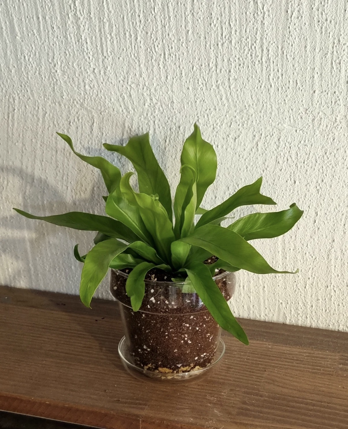 Asplenium nidus (Instagram)