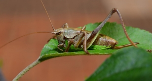 Lovebugs fade, but biting katydids spread in Seoul area