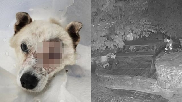 This composite image posted by Beagle Rescue Network shows one of the dogs injured in a BB gun attack last year (left) and surveilance footage of the incident. (Instagram)