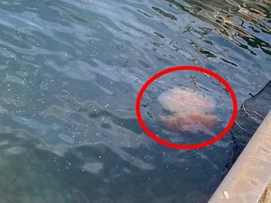 Warming seas bring jellyfish, sharks closer to Korea's beaches