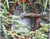 A leaf landmine inside the dotted red line (Joint Chiefs of Staff)
