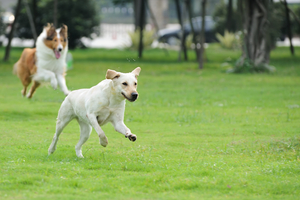 Animals aren't objects: Gov't to hold debate on law revision