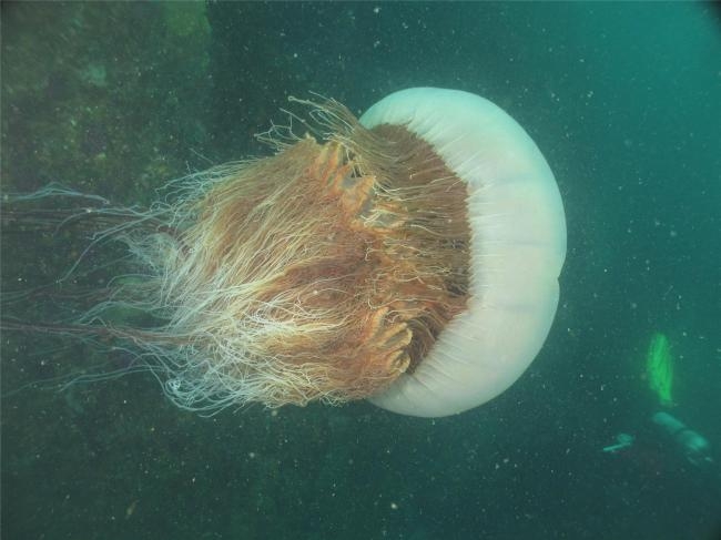 Nomura's jellyfish (National Institute of Fisheries Science)