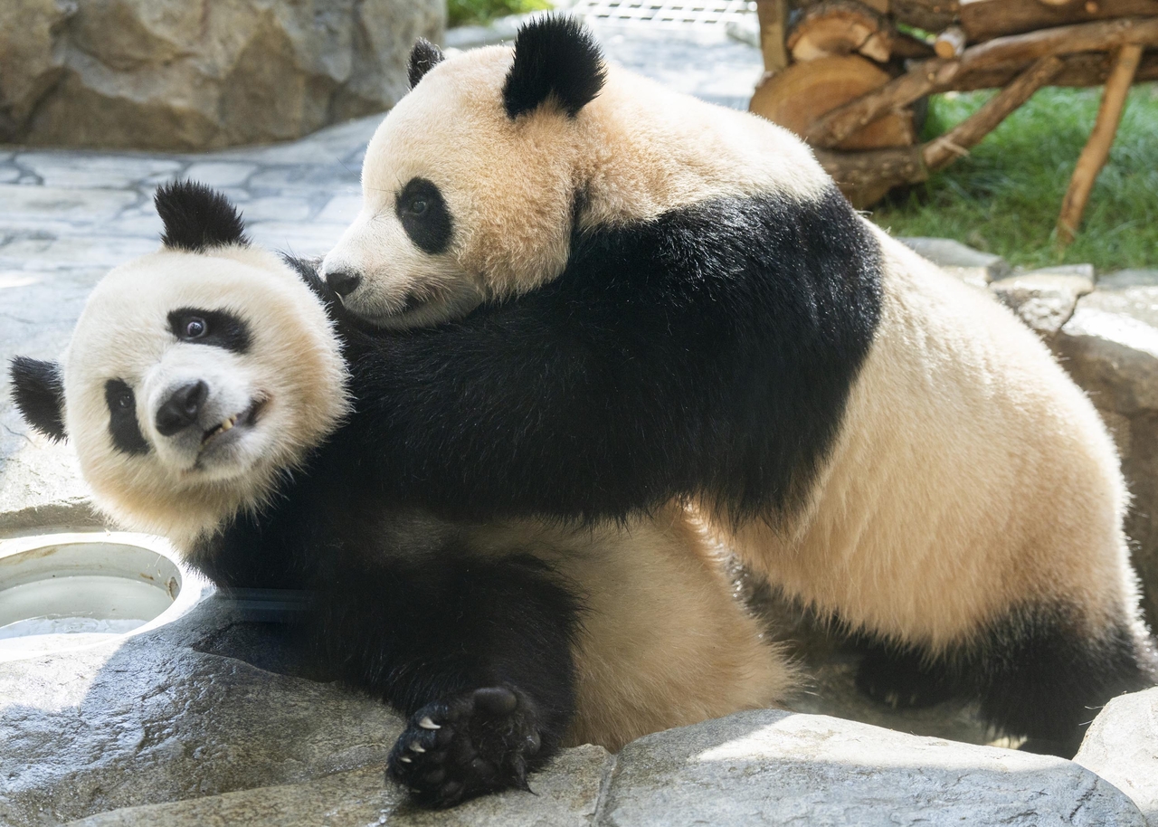 Rui Bao and Hui Bao (Everland)