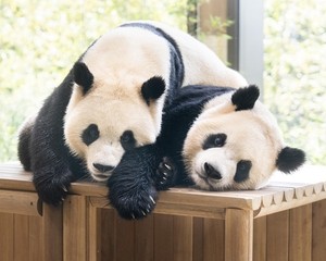 Twin pandas mark last birthday in Korea