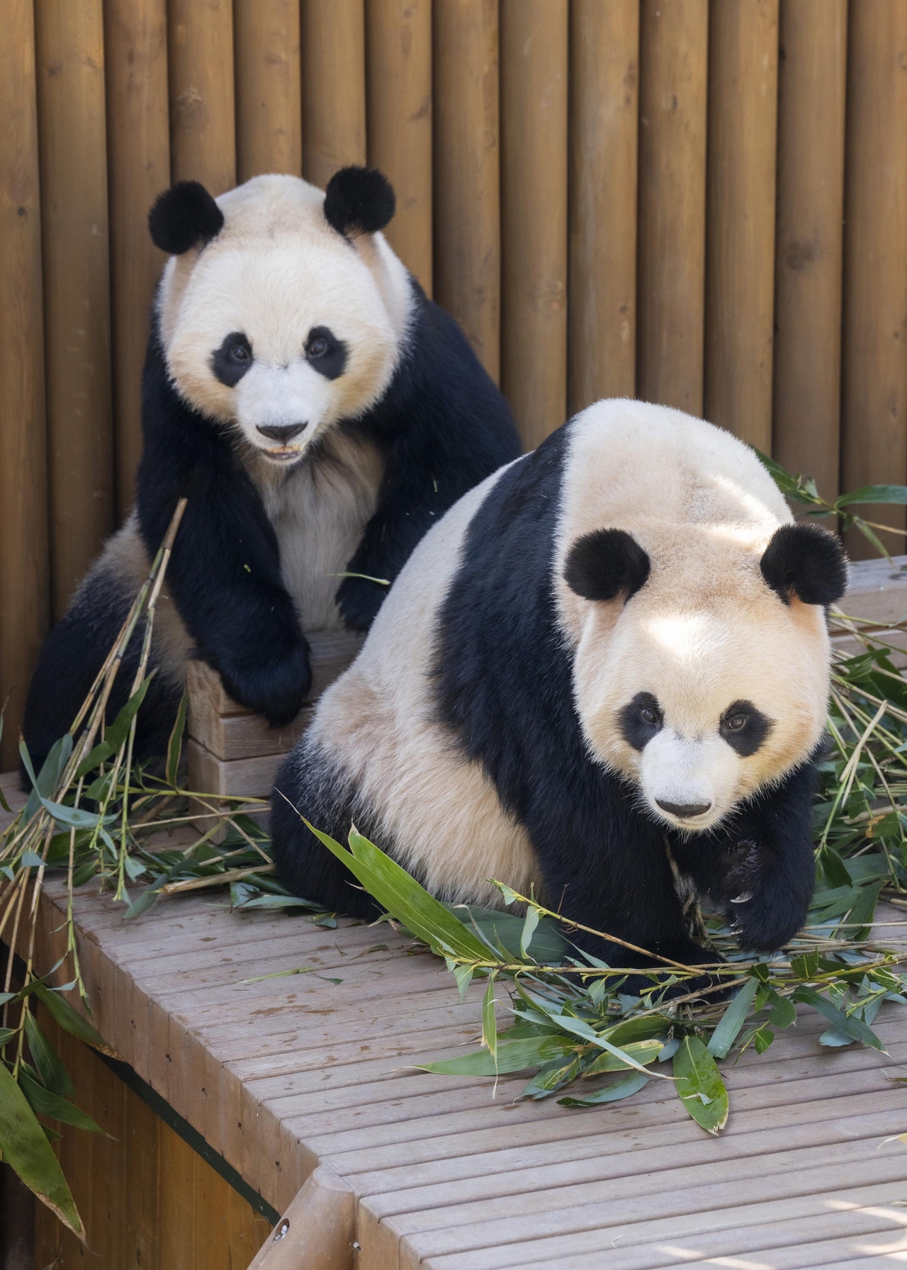 Rui Bao and Hui Bao (Everland)