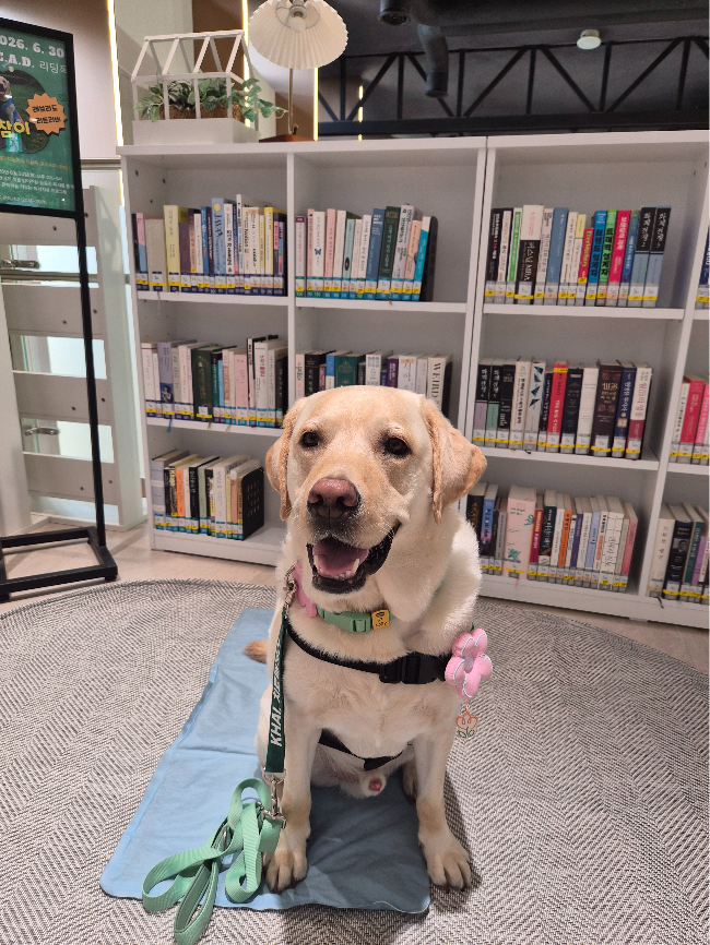 ChamE, a 6-year-old labrador retriever who is part of the Korean Human-Animal Interaction Association's animal-assisted reading program (Choi Jae-hee/The Korea Herald)