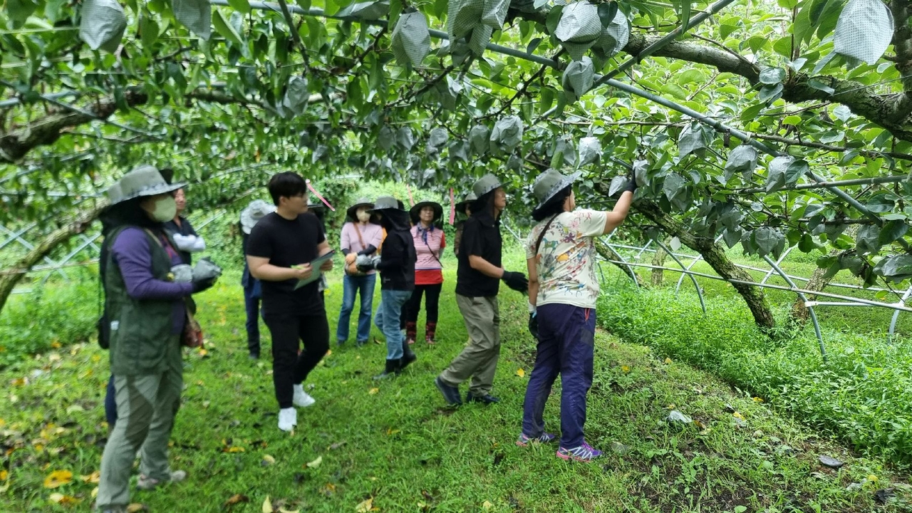 울산시농업기술센터가 무더위철을 맞아 온열질환 예방활동에 나선다. 사진은 과수농가 현장 모습. [울산농업기술센터 제공]