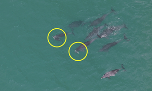 Dolphins seen carrying dead calves off Jeju raise concern