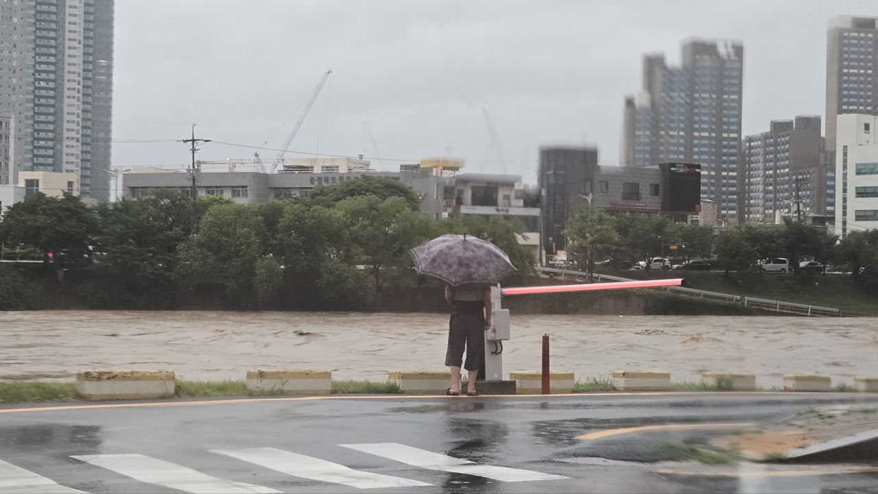 A person watches the swollen, muddy Musimcheon Stream in Cheongju on Thursday following heavy rain that began the previous day. (Yonhap)