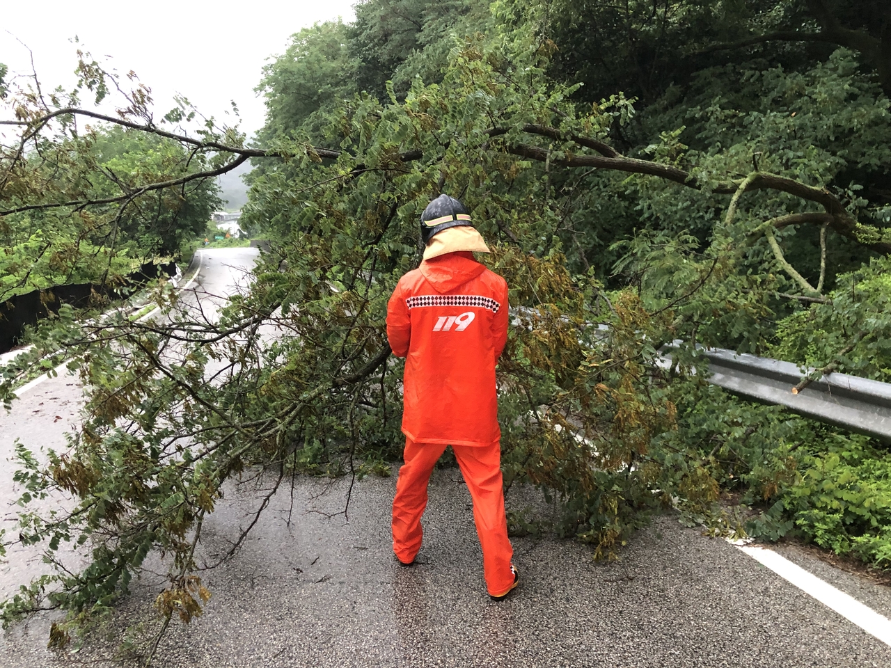 A firefighter removes a tree that was felled by heavy rain on a road in Wolsong-ri, Boeun County, North Chungcheong Province, on Thursday.  (Yonhap)