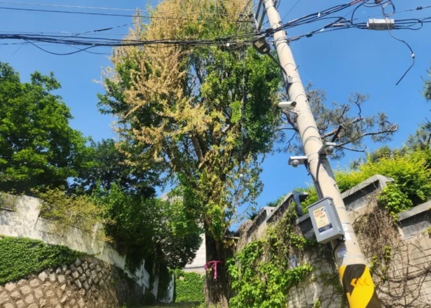 A centuries-old ginkgo tree in Seoul's Buam-dong, Jongno District (Jongno District Office)