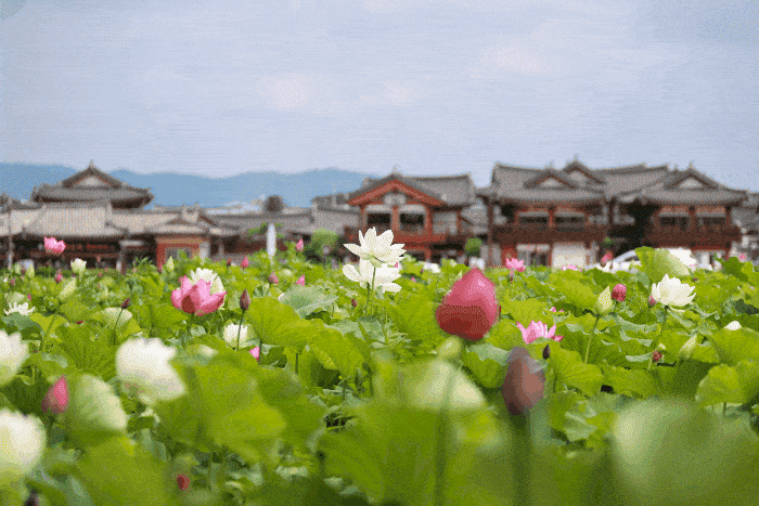 [경주시 제공]
